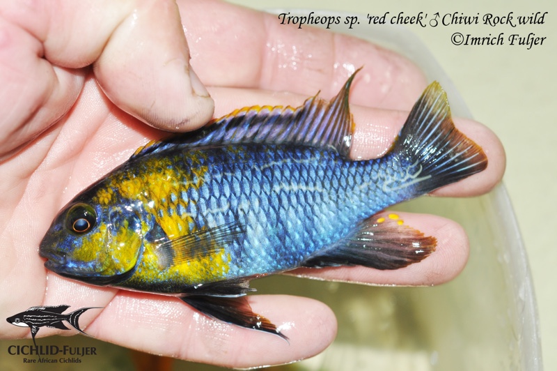 Tropheops sp. 'red cheek' Chiwi Rocks